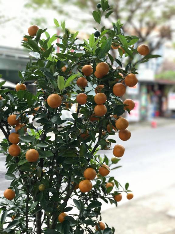 Thao Nguyen Phat Homestay Hội An Kültér fotó