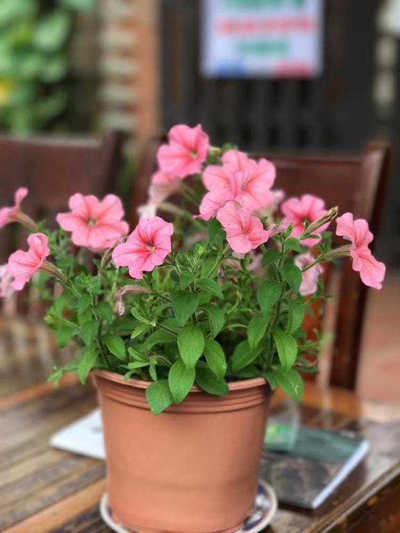 Thao Nguyen Phat Homestay Hội An Kültér fotó