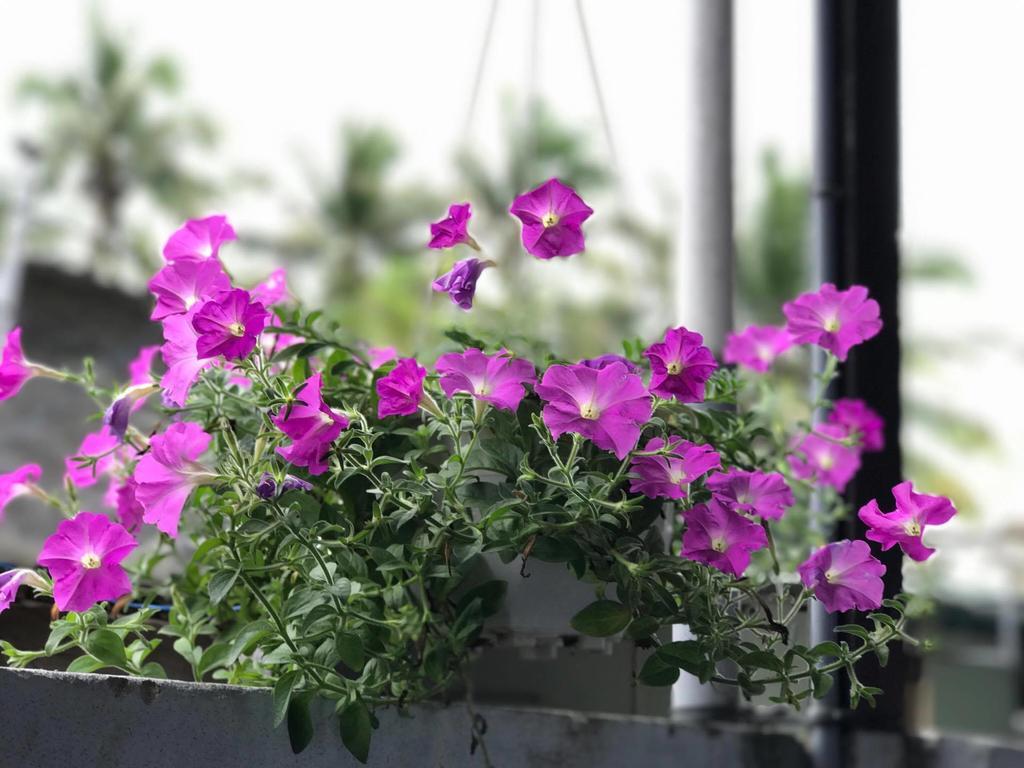 Thao Nguyen Phat Homestay Hội An Kültér fotó
